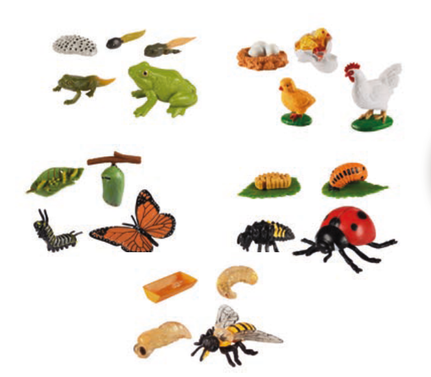 Lebenszyklen (Frosch, Huhn, Schmetterling, Marienkäfer, Biene, Schildkröte)